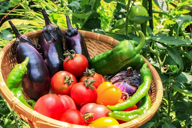 有機野菜のこだわる宅食サービスがある